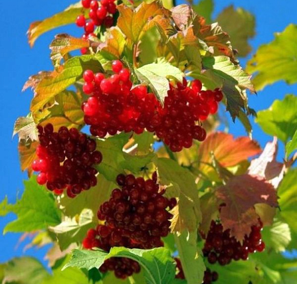 Калина плодовая 'Закат'